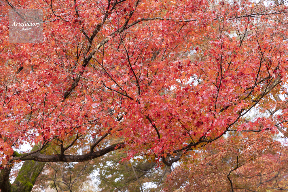 モミジの紅葉