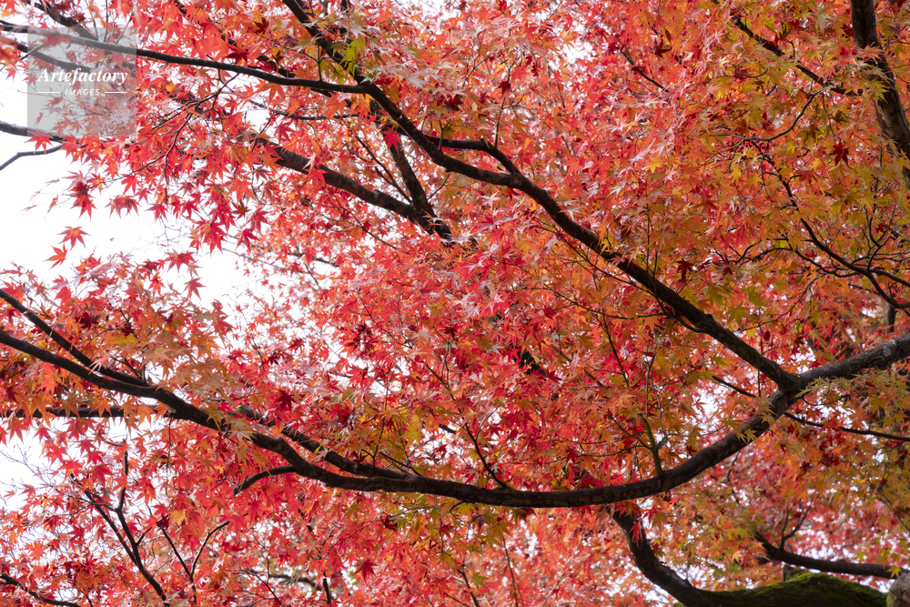モミジの紅葉