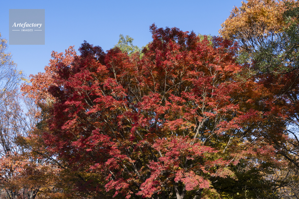 モミジの紅葉