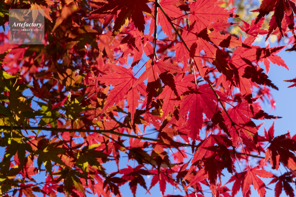 モミジの紅葉