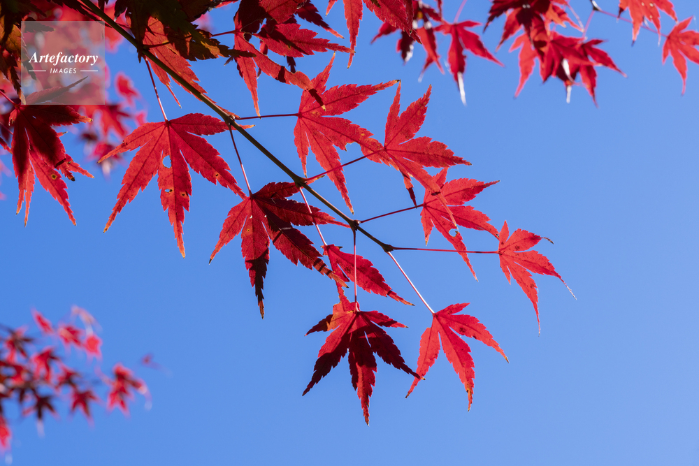 モミジの紅葉