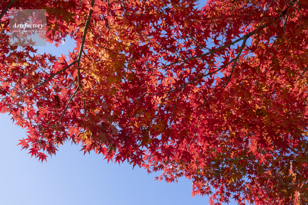 モミジの紅葉