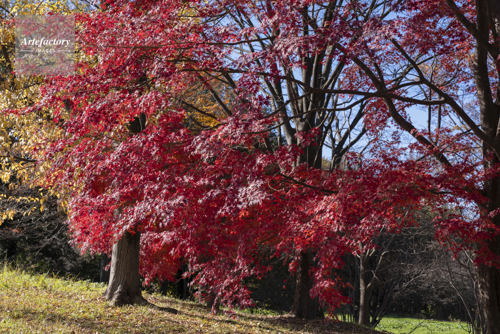 モミジの紅葉
