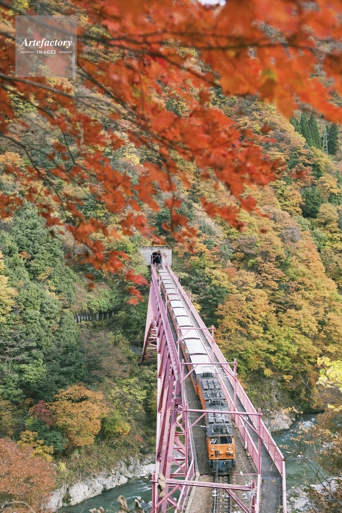 紅葉の黒部峡谷鉄道 新山彦橋とトロッコ列車