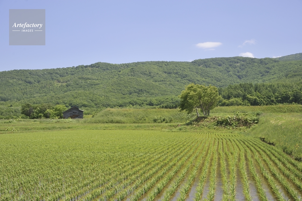 田園風景