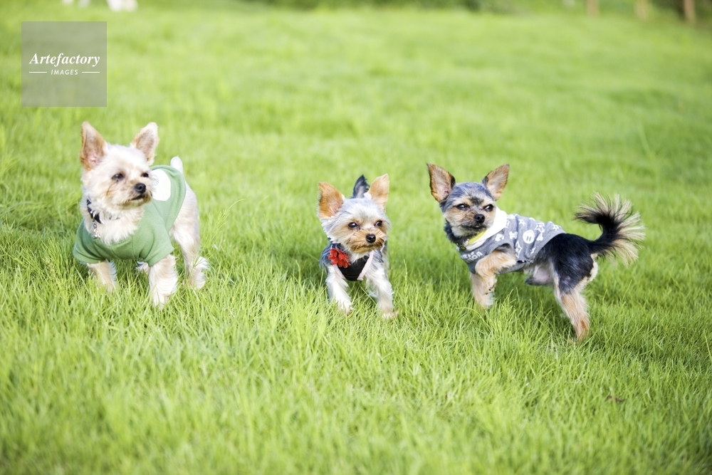 洋服を着た小さな犬 ヨークシャーテリア ヨークシャーテリアとチワワのミックス