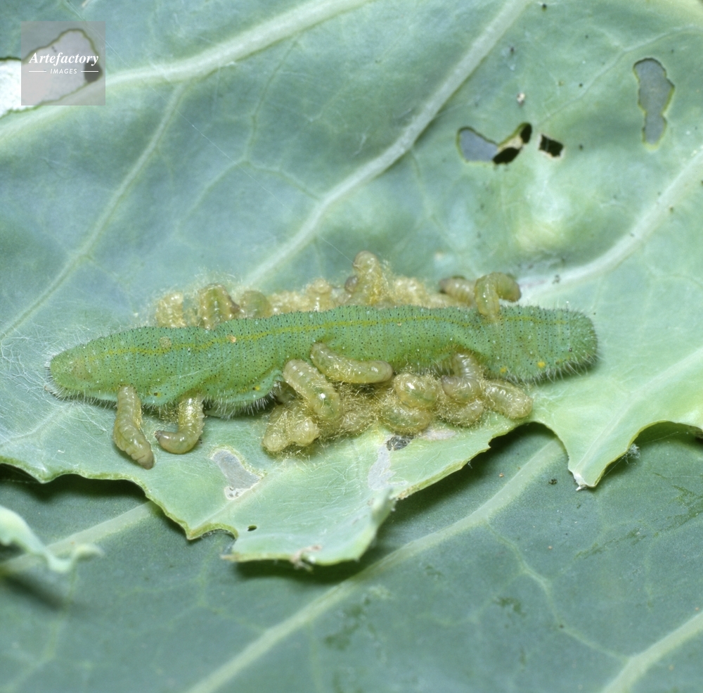モンシロチョウ 幼虫寄生