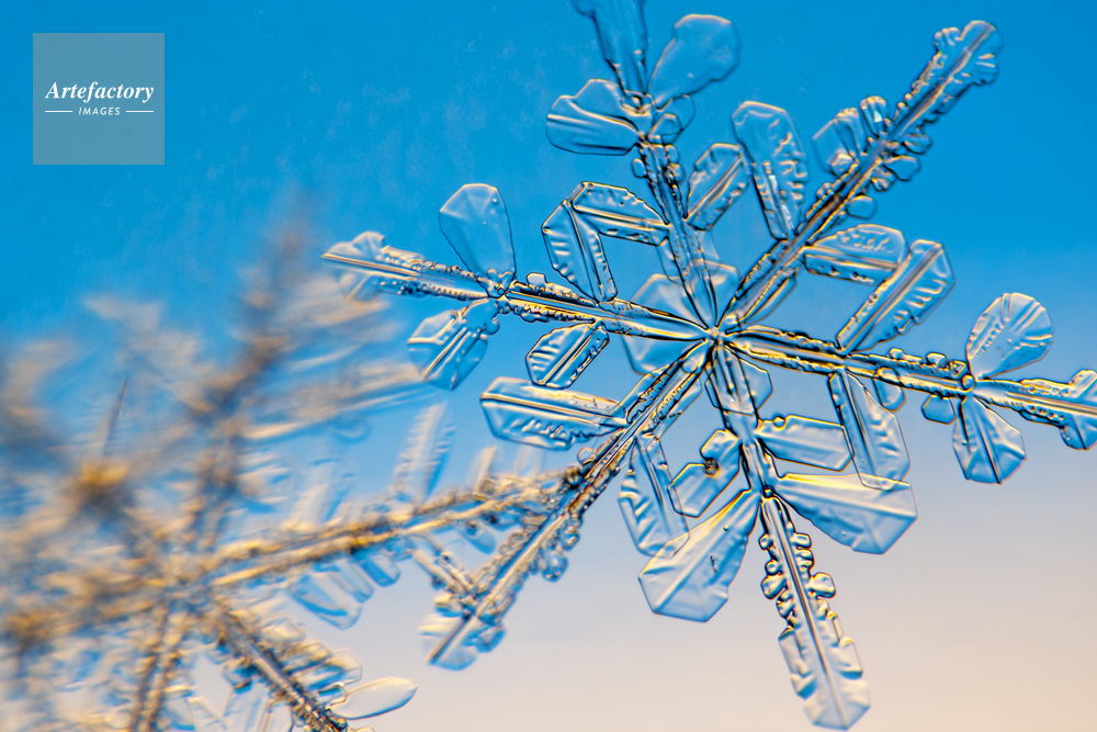 雪の結晶 樹枝六花