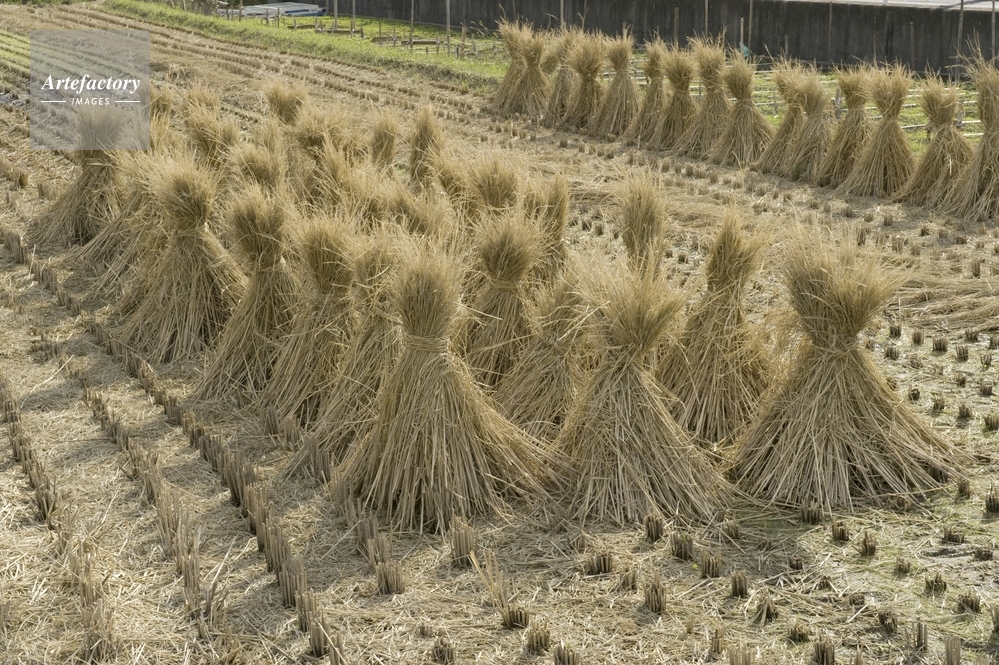 稲藁（稲わら）10キロ40束 自然栽培2025年収穫 北の大地