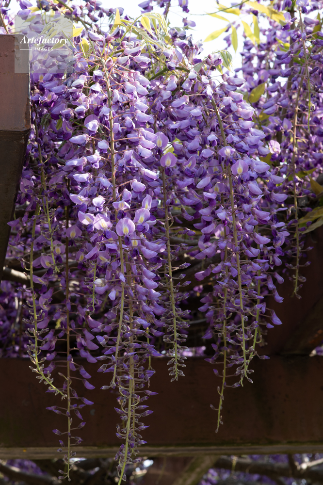 フジの花