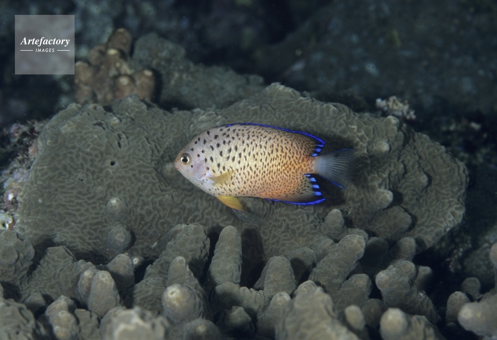 アカハラヤッコ