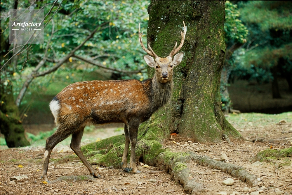 ホンシュウジカのオス