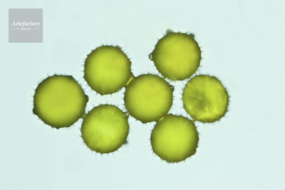 オモチャカボチャ 乾燥花粉