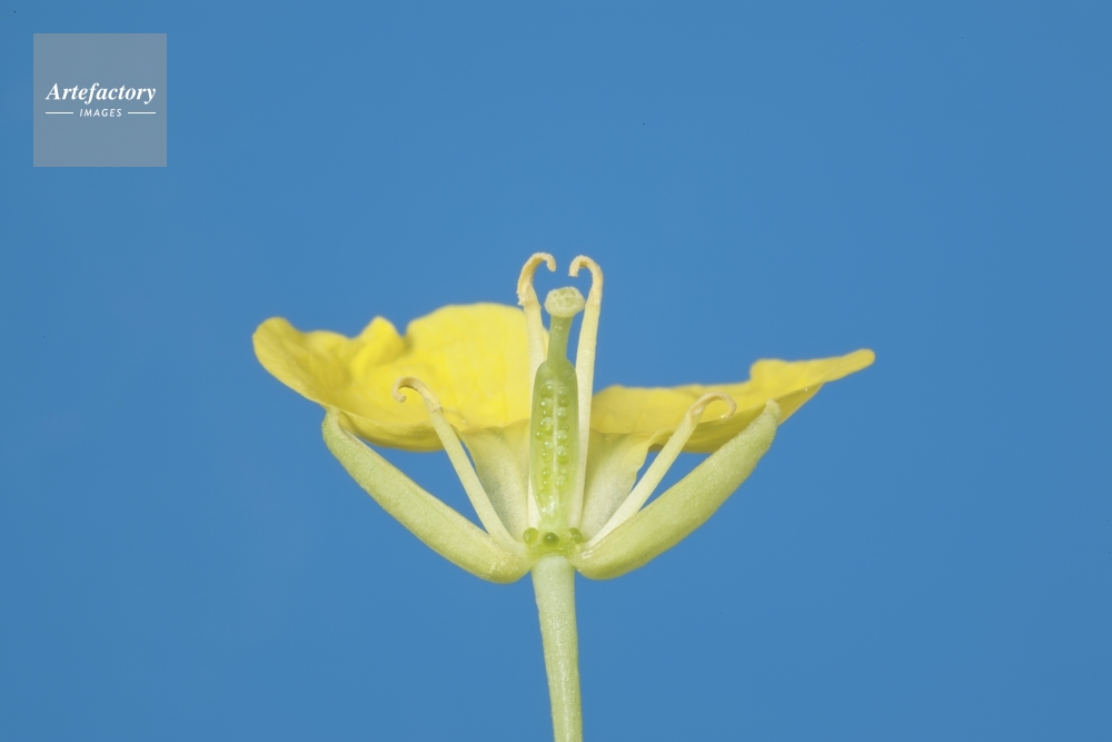 アブラナ花の断面 子房の断面