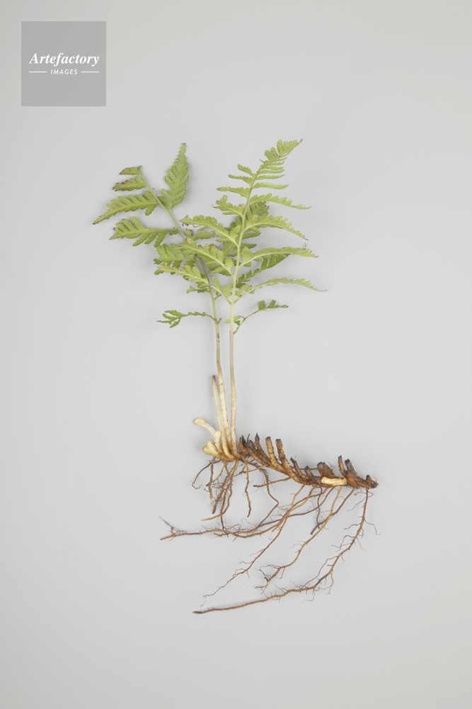 ☆ヘイケイヌワラビ 島根県産 胞子培養株 ☆ヘイケイヌワラビ 島根県産