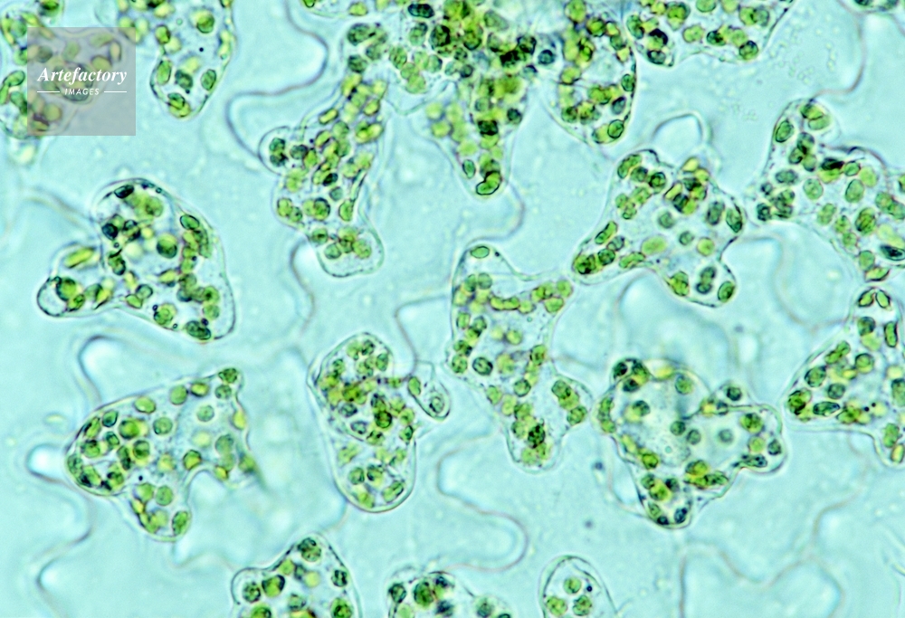 アサガオ・葉の裏 海面状組織の葉緑体