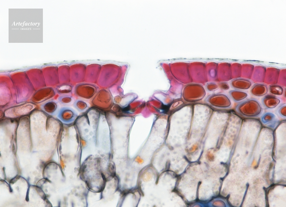 マツの葉 エゾマツの葉裏（葉の長さ15mm前後）[32053005770]の写真・イラスト