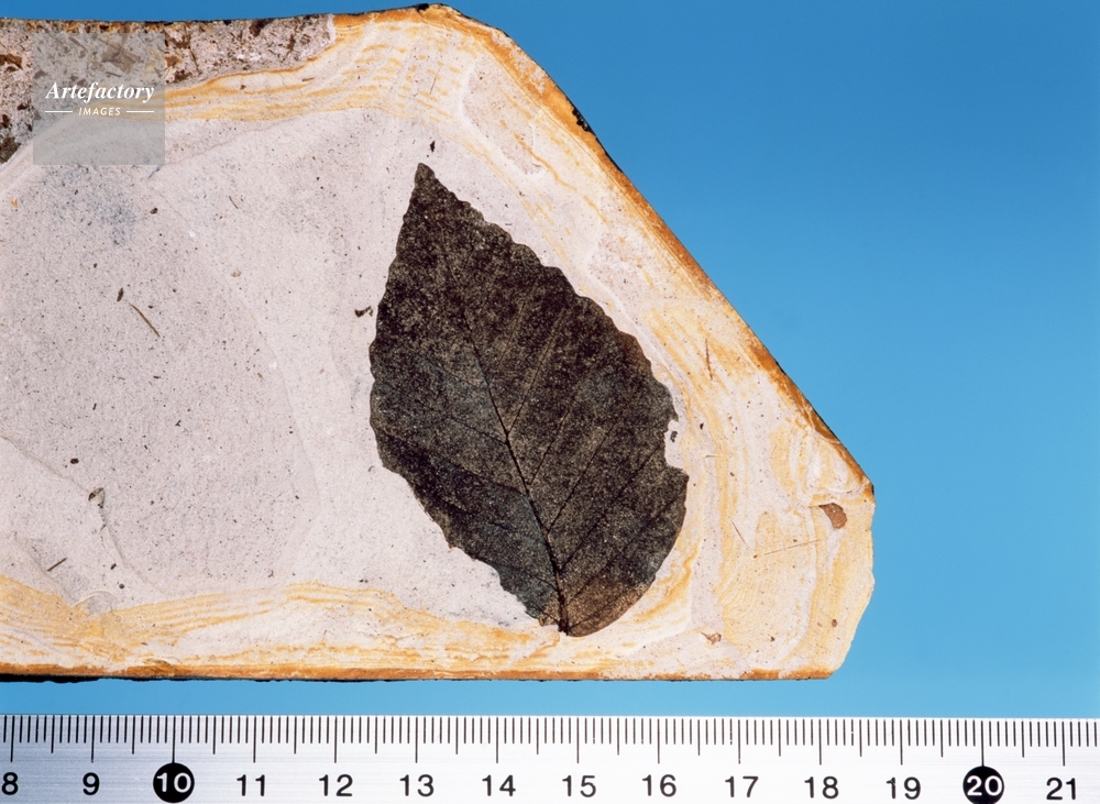 ブナの葉の化石・新生代第四紀