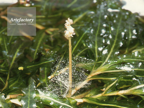 エビモ花と水面の花粉