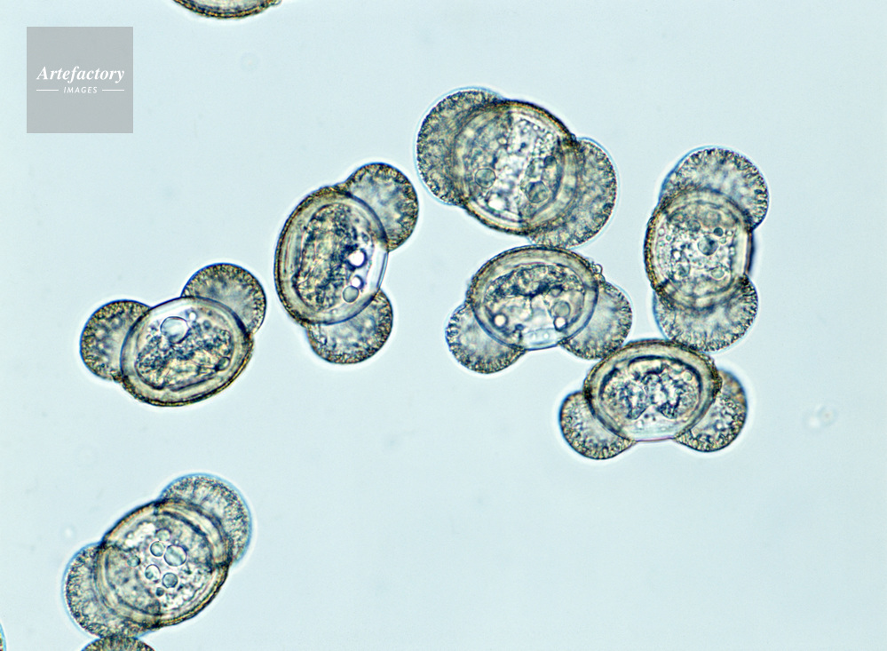 マツ クロマツ 膨潤花粉