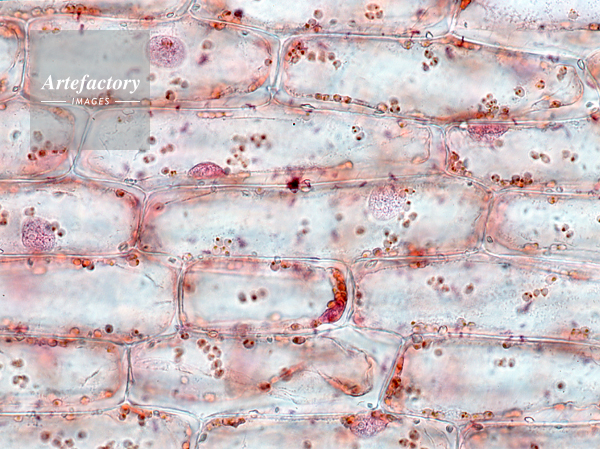 ｵｵｶﾅﾀﾞﾓ葉の表の細胞 B 2 2 酢酸ｵﾙｾｲﾝ