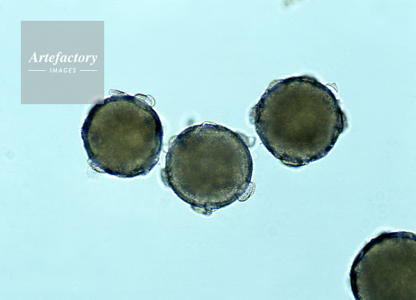 オモチャカボチャ 乾燥花粉
