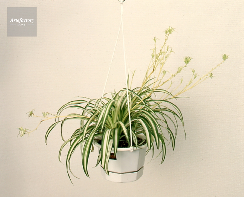 観葉植物 ナカフヒロハオリヅルラン