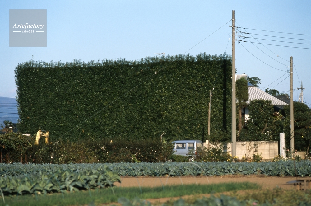 防風林を持つ家