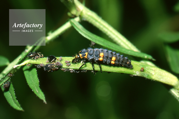 テントウムシの幼虫 アブラムシ食べる
