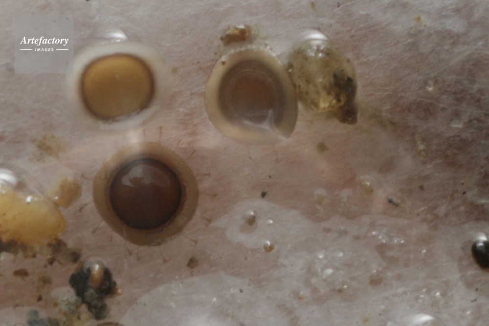 オオマリコケムシ 外来種