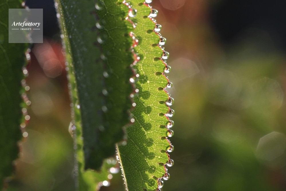 ワレモコウの葉っぱに水孔 ワレモコウの葉っぱに水孔