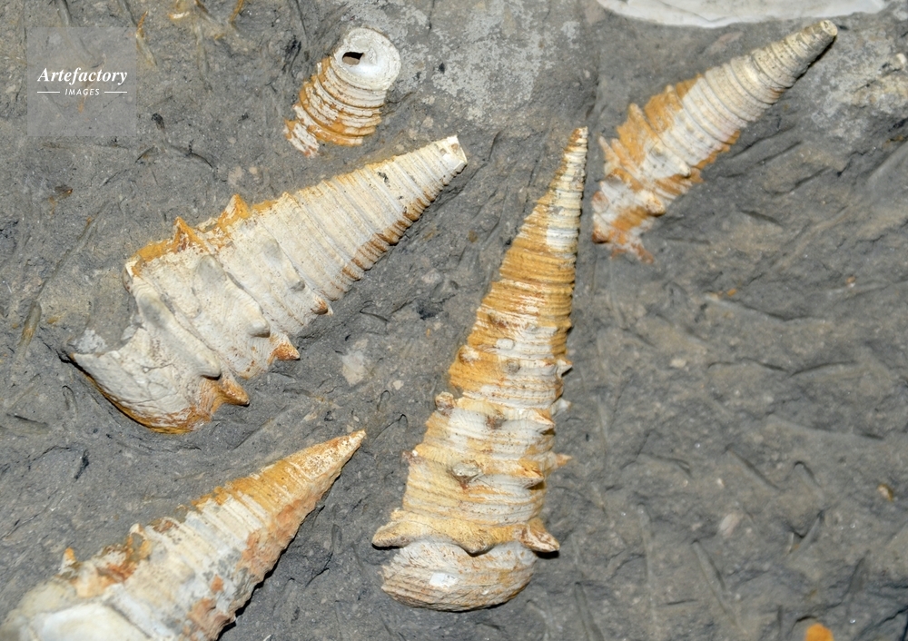 ビカリアの化石 ビカリアの化石(新生代第三期）