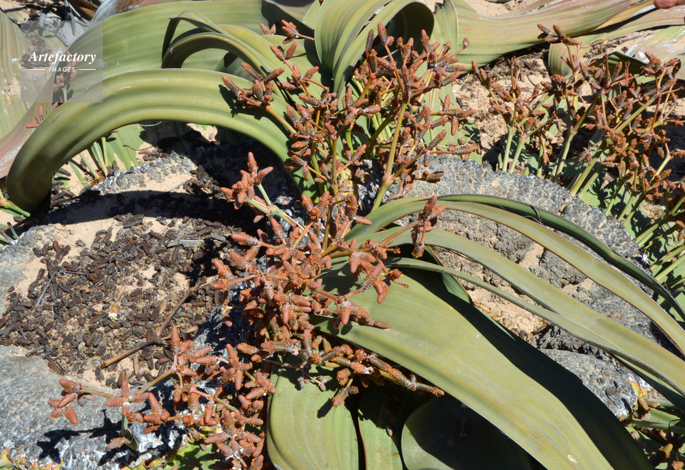 ナミブ砂漠のウェルウィッチアの花序