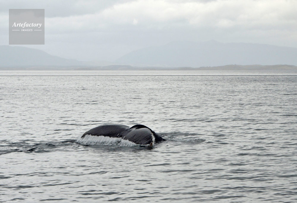 ビーグル水道のクジラの尾 ビーグル水道のクジラの尾