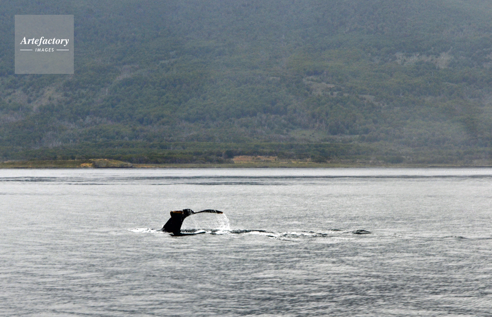 ビーグル水道のクジラの尾 ビーグル水道のクジラの尾