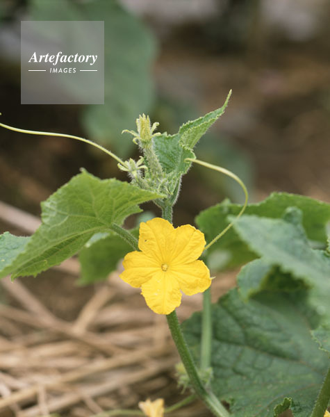 キュウリ 雄花と雌花のツボミ キュウリ 雄花と雌花のツボミ