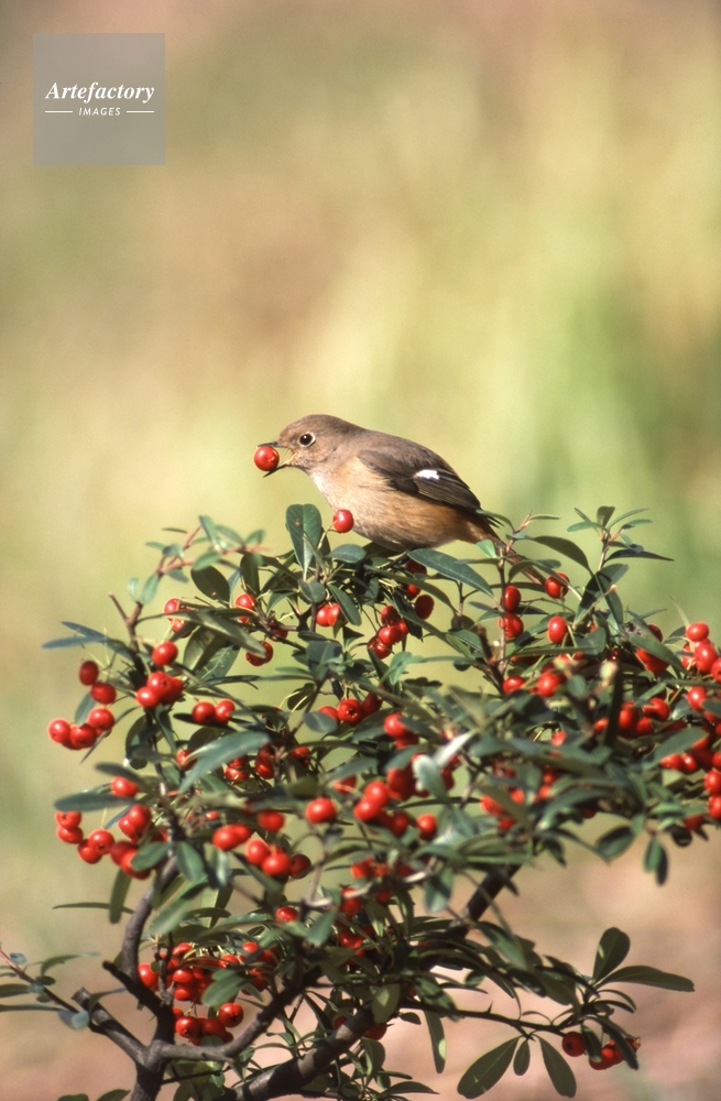 ジョウビタキ メス ピラカンサの実を食べる