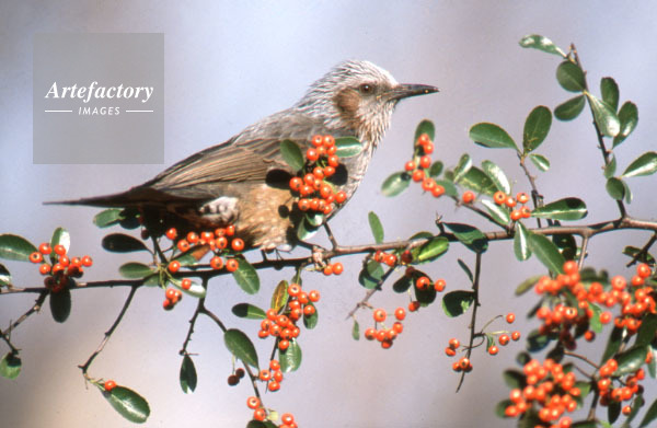 ピラカンサの実を食べるヒヨドリ