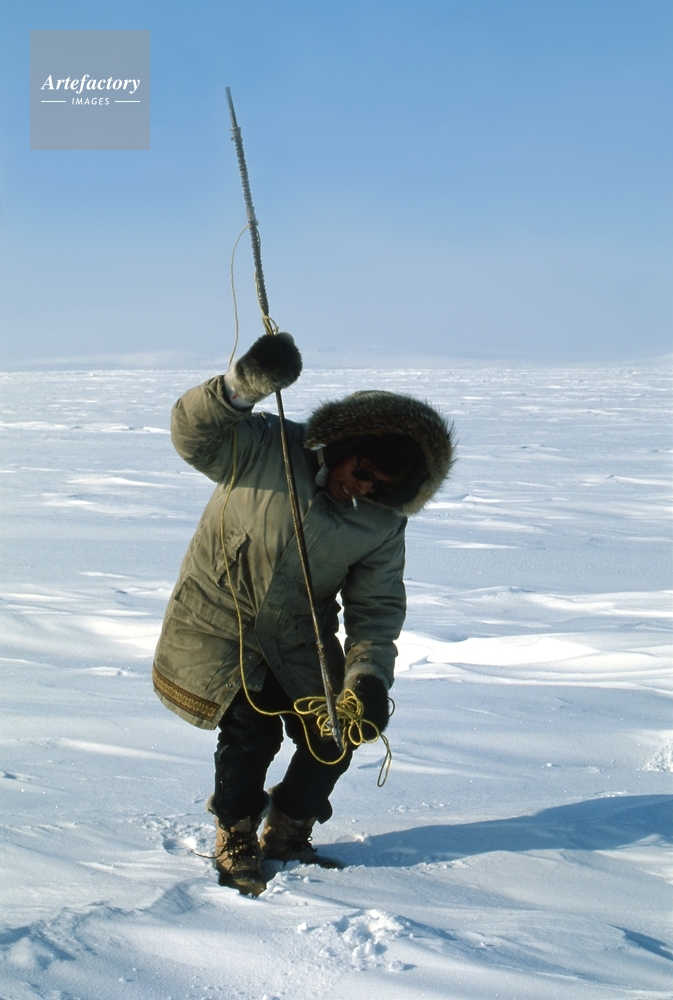 イヌイット アザラシ狩り