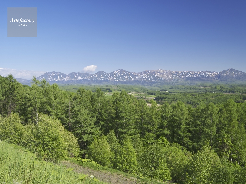 十勝岳連峰とカラマツ