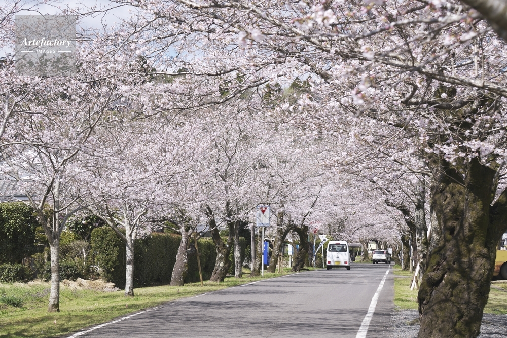 母智丘公園の桜並木