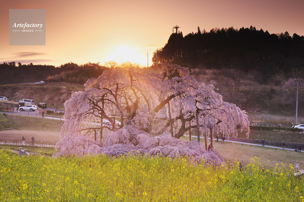 三春滝桜の日の出と菜の花