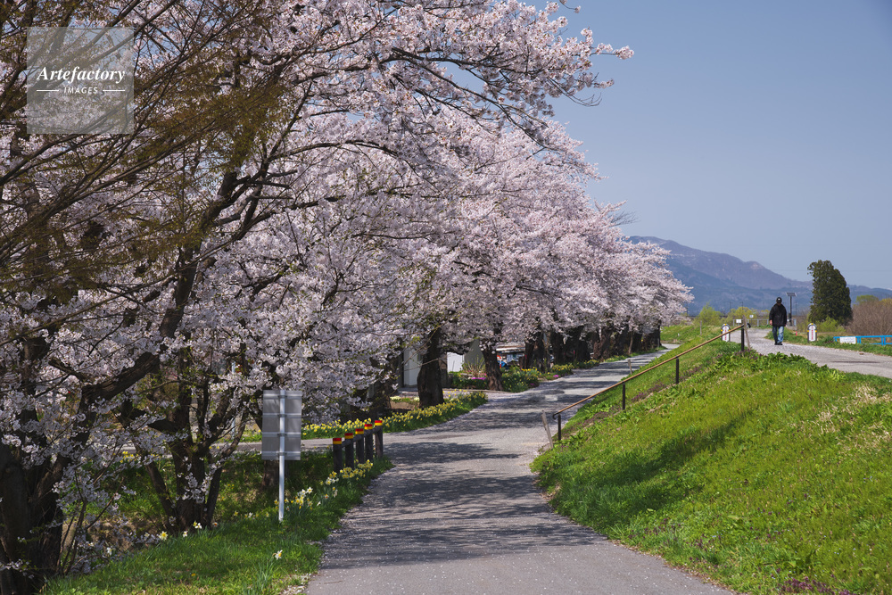 最上川堤防千本桜