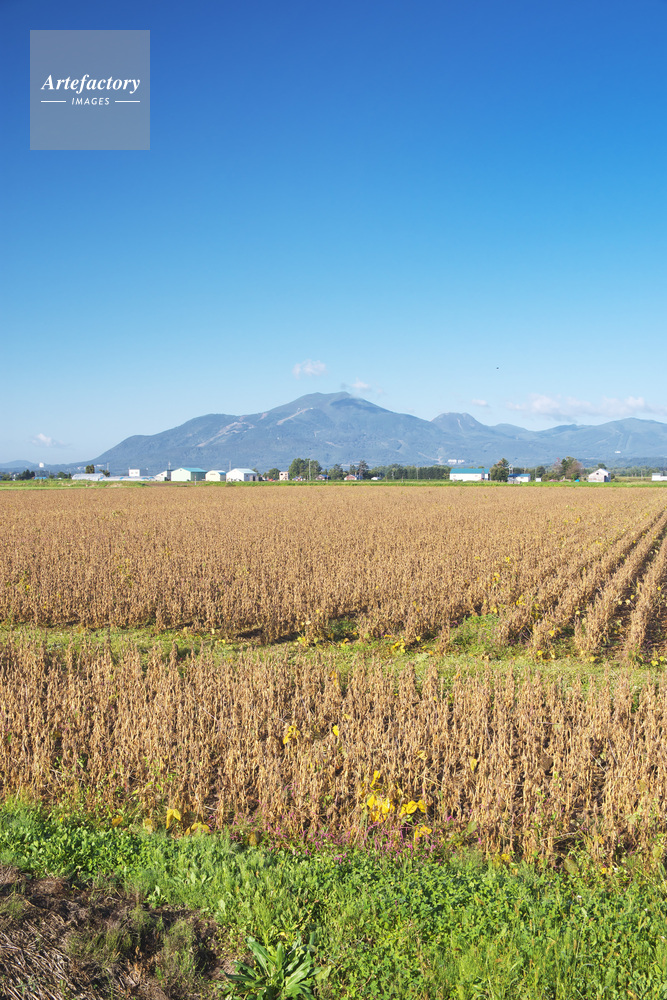 大豆畑とニセコ連峰