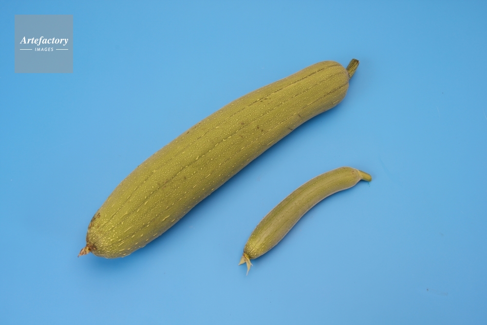 ヘチマ 実と若い実