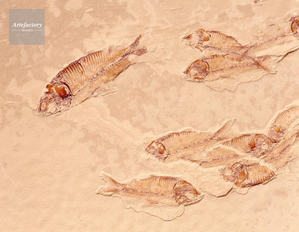 魚の化石（硬骨魚類・ニシン亜目）