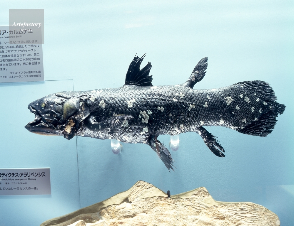 ◆シーラカンスLatimeriidae化石パネル・レプリカ（N）◆