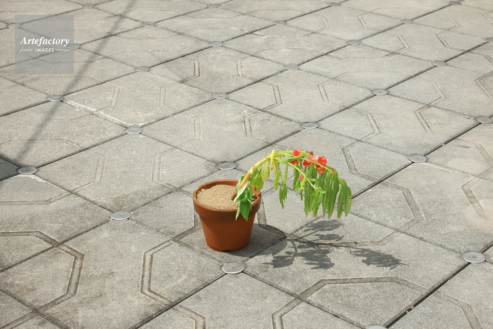 ホウセンカ状態変化実験 吸水前