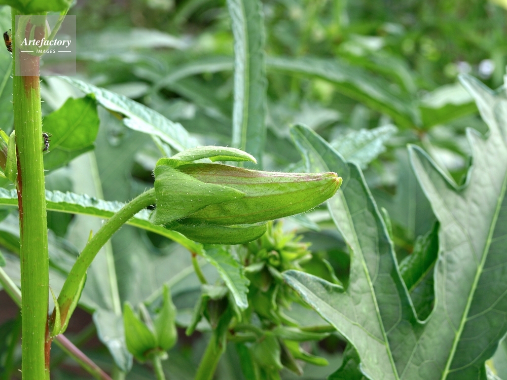 オクラ 花のつぼみ