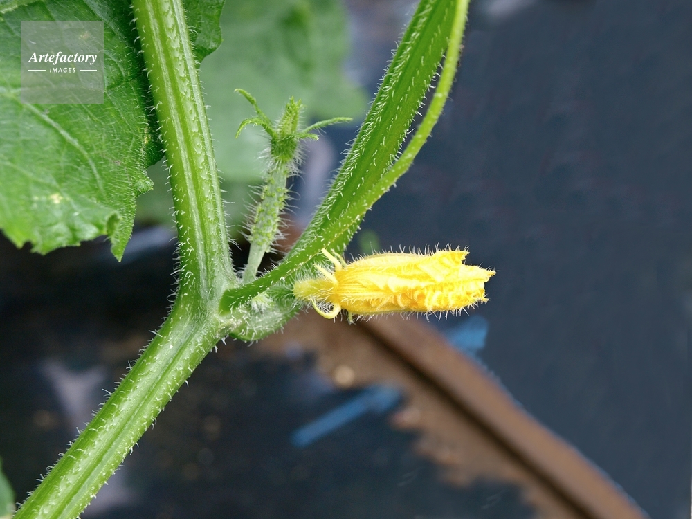 キュウリの雄花と雌花のつぼみ